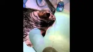 Кошка пьёт воду из крана