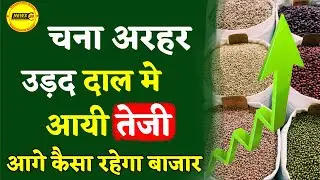 चना अरहर उड़द दाल में आयी तेजी || आज के दालों के भाव || Pulses Ki Report || NewsMarkets24