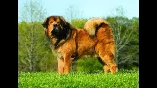 Giant Tibetan Mastiff - Goliath Dog
