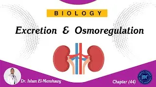 Excretion  and  Osmoregulation