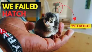 We Failed to Hatch Chicks at Our first Attempt!