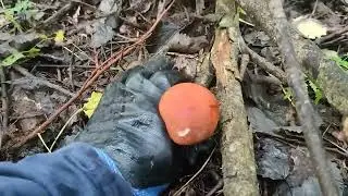 Грибное время пришло