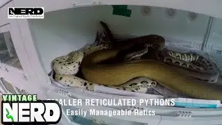 Smaller Reticulated Pythons - Easily Manageable Retics