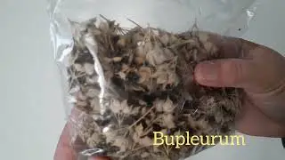 Seed Saving from my 2023 Cut Flower Garden