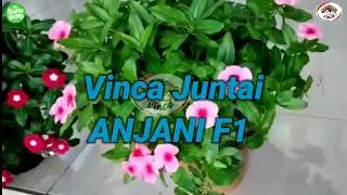 Tips Sukses Merawat Vinca Juntai ANJANI F1