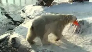 ZOO Praha, lední medvěd, fullHD