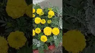 Бархатцы сорт 