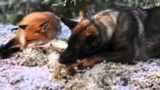 Lonesome Pine - Possum Trot