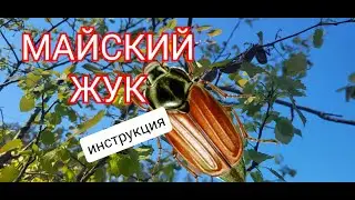 Майский жук. Инструкция по сбору))
