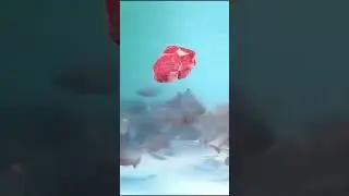 Мужчина зашёл в бассейн к  💯 голодным пираньям.