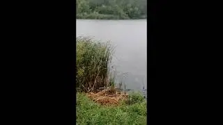 Карп 6400. Соревнования пруд Жемчужина