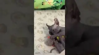 Весёлый котенок