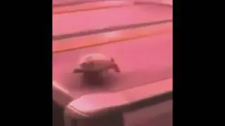 Mr Turtle Sprints on a Treadmill In The 90s!
