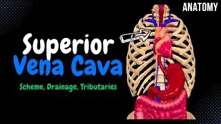 Superior Vena Cava (Azygos, Hemiazygos, Brachiocephalic) | Anatomy