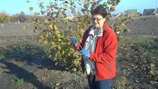 Фундук для Средней полосы России  Посадка школки фундука