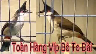 8Em Mộc Bổi Cực Víp Bộ Rất Đẹp To Dài Yếm Đậm Cho Ae Tha Hồ Lựa Chọn 20/10/21 | Khải Chim Hoà Bình