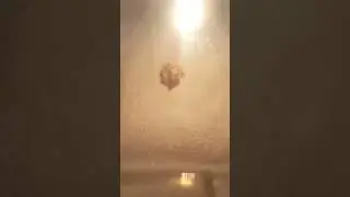 Bıltırcın dek başına dünyaya geldi yedim
