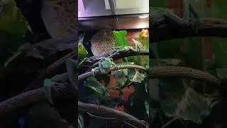 Завели бы такую?🐸 #лягушка