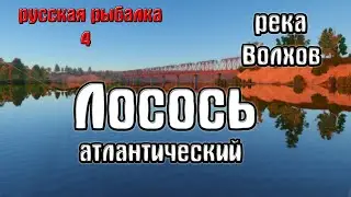 ловля лосося на волхове. стрим по рр4. фарм на волхове.