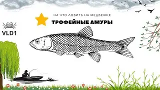 Включили что ли? Трофейные амуры на медвежке рр4