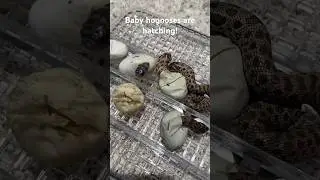 Exciting baby hognoses!! #reptile #snake #hognosesnake