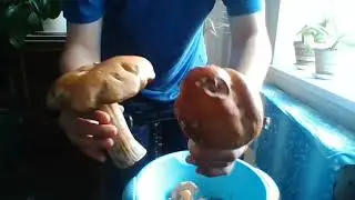 Сходил за грибами и нашел царский гриб =))