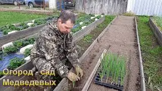 Высадка рассады лука Эксибишен