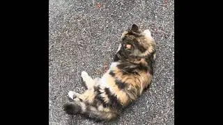 Кот в лесу…