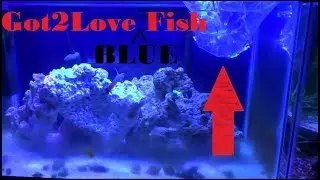 Got a Blue Fish!