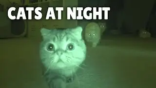 What Do Cats Do at Night? | Kittisaurus