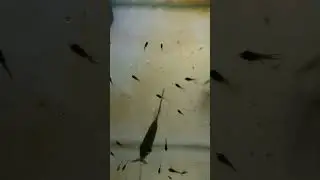 Manacapuru kids update #angelfish #manacapuruangelfish #fries #breeding #growingup #like #subscribe