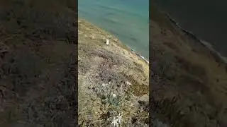 Mon jardin d'amour avec lirios de la mer.
