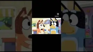 bluey is divorced