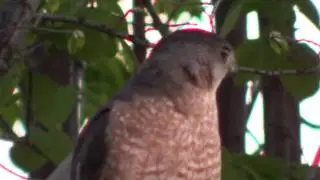Cooper's Hawk