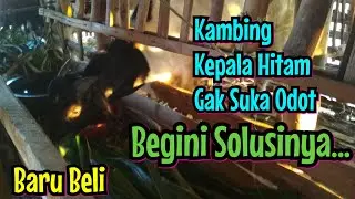 Beli Kambing Tapi Gak Suka Rumput Odot ? Begini Solusinya