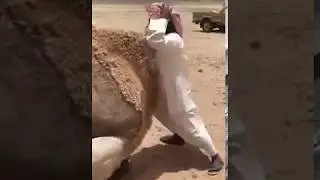 Как размножаются верблюды !