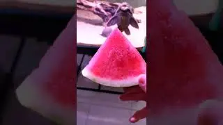 Pleco Devours Watermelon Delightfully!
