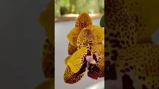 орхидея Anaconda #фаленопсис
