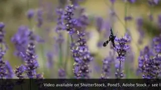 Bumble-bee and Nine-spotted moth sitting on lavender bloom macro Canon 1DX mark II, 4K in 50FPS