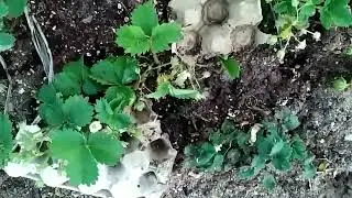 Plantamos más cosas en el huerto: Fresones, cebollas, lechugas, pepinos, sandía, pimientos...
