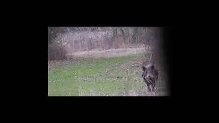 6.5 CREEDMOOR DROPS WILD HOG! 
