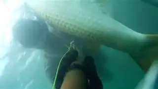 #Лобан в тумане. охота на лобана в Черном Море 2018