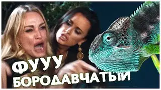 Бородавчатый или крокодиловый хамелеон 🦎 Содержание, уход и условия | Отличия от Пантерового