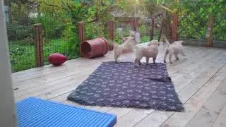 Щенкам ретривера 50 дней! Новые игрушки/Retriever puppies are 50 days. New toys!
