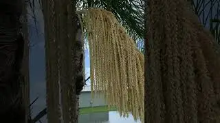 Bees feeding on palm flowers