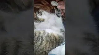 This cat loves to get fondled during sleep