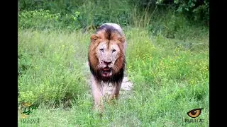 Male Lion After a Fight for Dominance