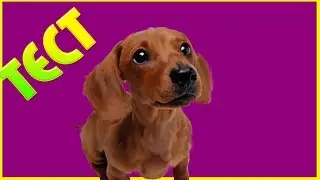 ПОПРОБУЙ НЕ ЗАСМЕЯТЬСЯ!! , ТЫ НЕ СМОЖЕШЬ!!! -ТЕСТ НА ПСИХИКУ, КТО ЗАСМЕЕТСЯ ТОТ ПСИХ #2