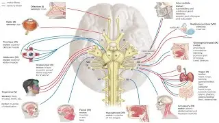تشريح عملي الأعصاب القحفية | قسم التخدير | Prcatical Anatomy of Cranial Nerves