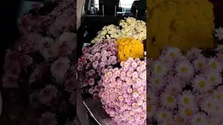 цветы осенью 